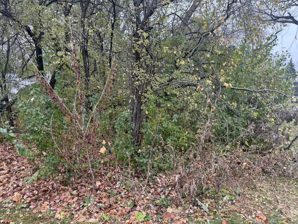 Dense foliage with autumn leaves, showcasing a natural landscape scene.