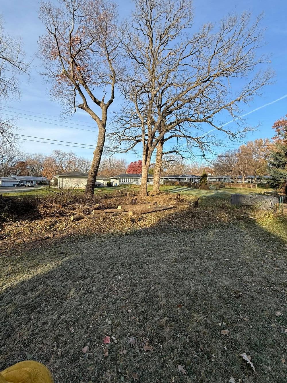 Cleared yard with two large trees, showcasing a suburban landscape and clear blue sky.
